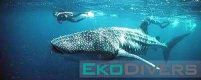 Experience Donsol with Eko Divers! Come up close and personal with the majestic yet graceful whale sharks!