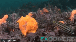 Frogfish feeding