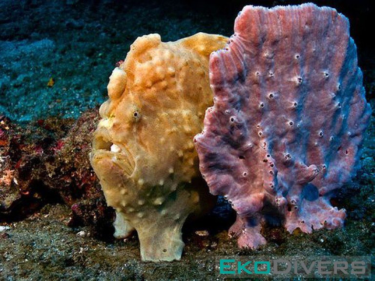 Frogfish VS Sponge