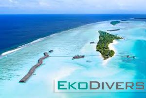 Discover the sunny side of Maldives. Seize the chance to dive with whale sharks, manta rays, eagle rays, reef sharks, hammerhead sharks and moray eels, as well as many smaller fishes and coral species.