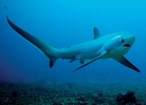 Thresher Shark