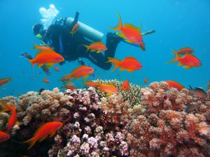 Here's How to Catch Up on the 2018 Scuba Diving Hype