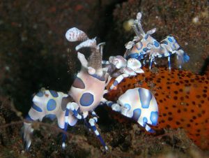 7 Sea Creatures to spot in Phuket