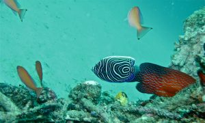 Top 5 Most Colorful Fish Species
