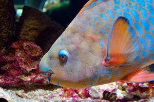 Top 5 Most Colorful Fish Species