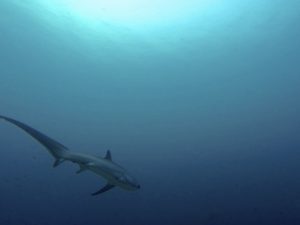 Why We Keep Diving Malapascua